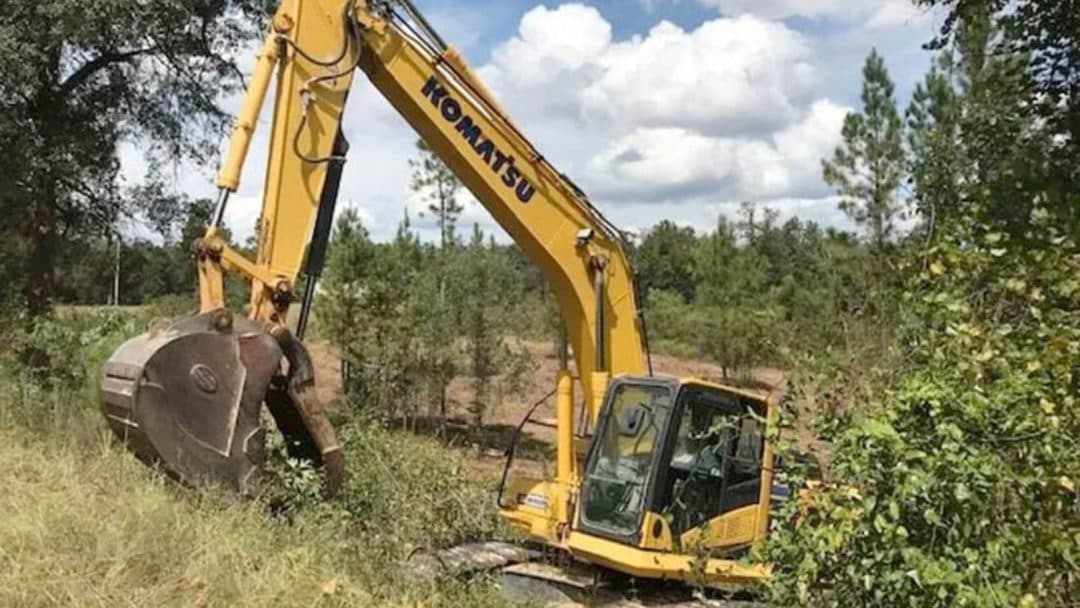 Excavator clearing overgrown brush near a pine plantation.
