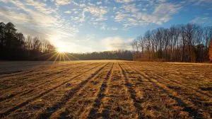 land clearing contractors Whiteville NC